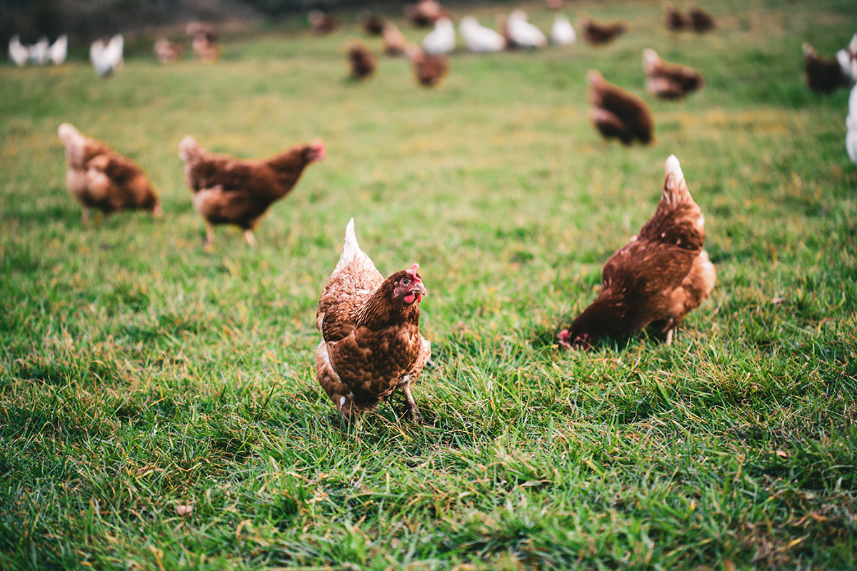 Renforcement des mesures pour lutter contre l’Influenza Aviaire