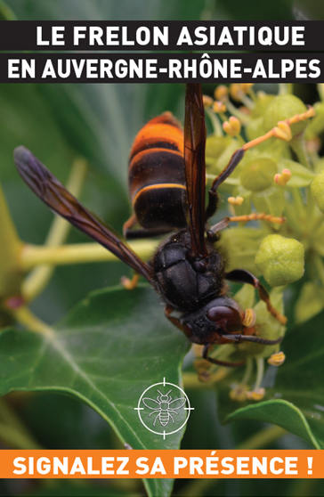 Rappel Frelon asiatique et recherche de nids
