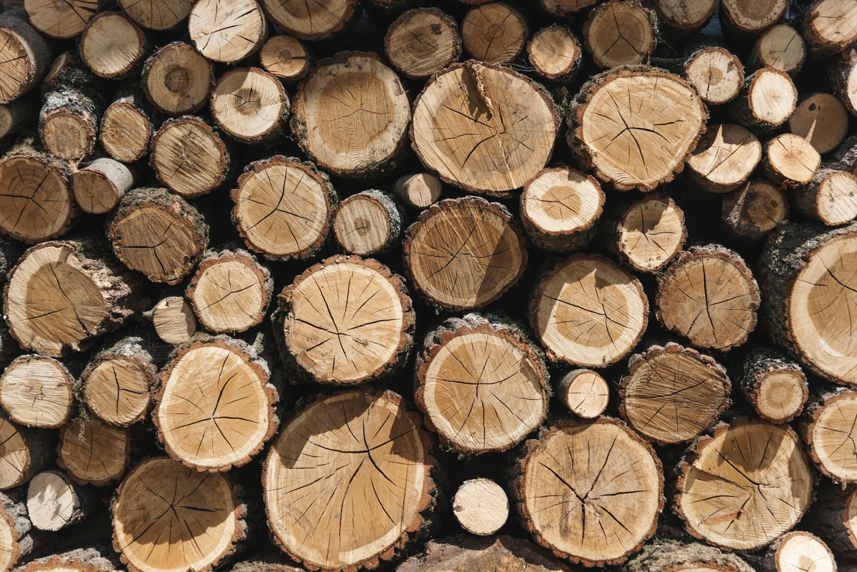 Du 5 au 9 Décembre, partez à la rencontre des métiers de la filière bois !