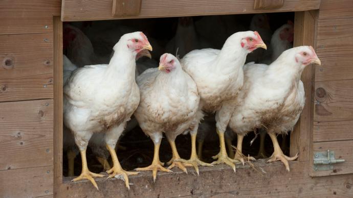 Relèvement du niveau de risque vis-à-vis de l’influenza aviaire hautement pathogène